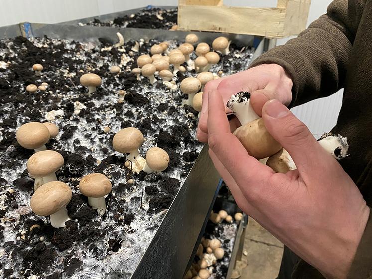 Rémi Robillart produit jusqu’à 300 kilos de champignons par salle. 