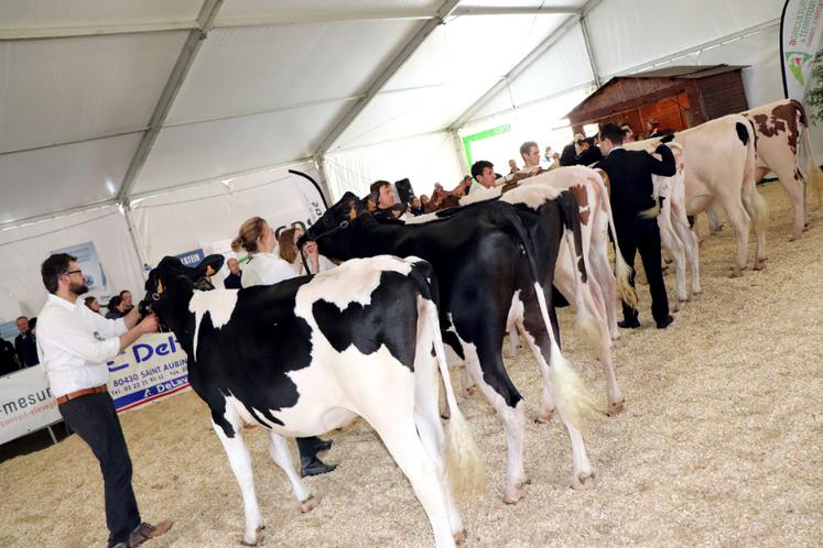 Le concours départemental de la race holstein reste l’un des temps forts de la Foire agricole de Montdidier.