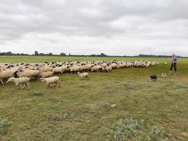 pâques agneaux baie de somme AOP