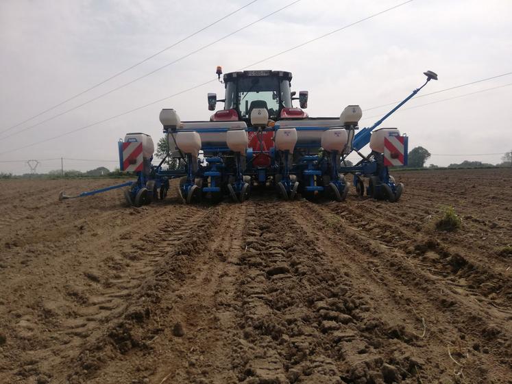 Culture de printemps, le maïs participe à la diversification des assolements.