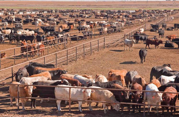 Les autorités sanitaires américaines pensent que l’extension de cette épizootie est due à la faune sauvage.