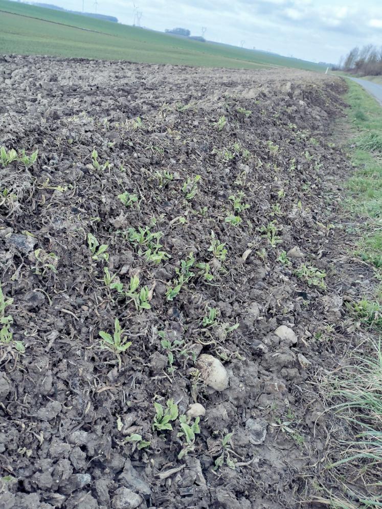 Les betteraves "non cultivées" sont des réservoirs de virus. Les pucerons ailés peuvent s'y alimenter, se charger en virus  et contaminer les jeunes betteraves d'une parcelle voisine.