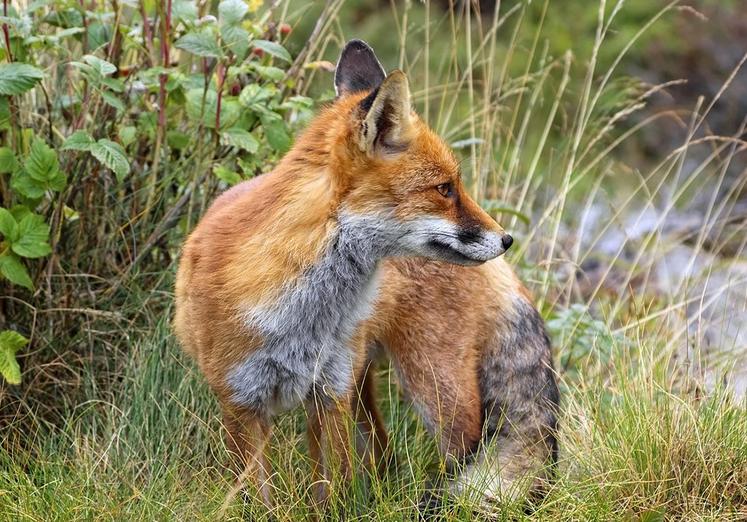 La Poste prend clairement position en faveur du renard, soulignant  que «longtemps considéré comme un animal nuisible, le renard paie très cher  une réputation injustifiée».