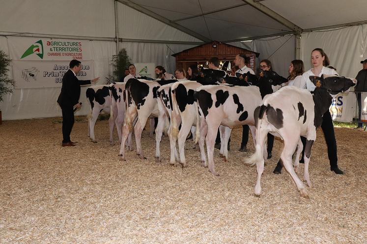 Présentation des Prim'holstein.