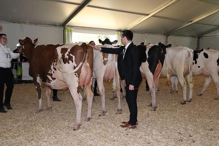 Présentation des Prim'holstein.