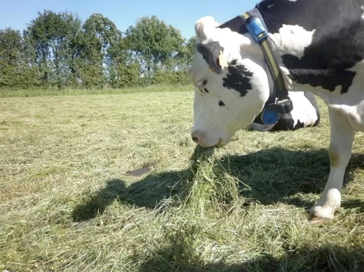 herbe fourrages alimentation animale