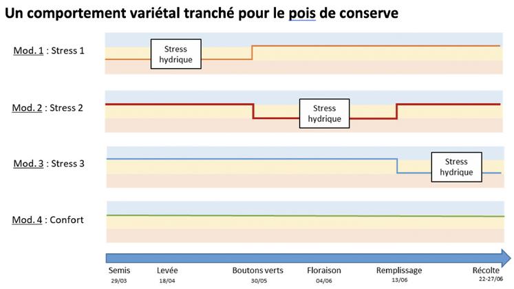 Graphique 1 : Modalités de stress hydrique imposées au pois (seuil haut : 50 %  de RU / seuil bas : 30 % de RU).