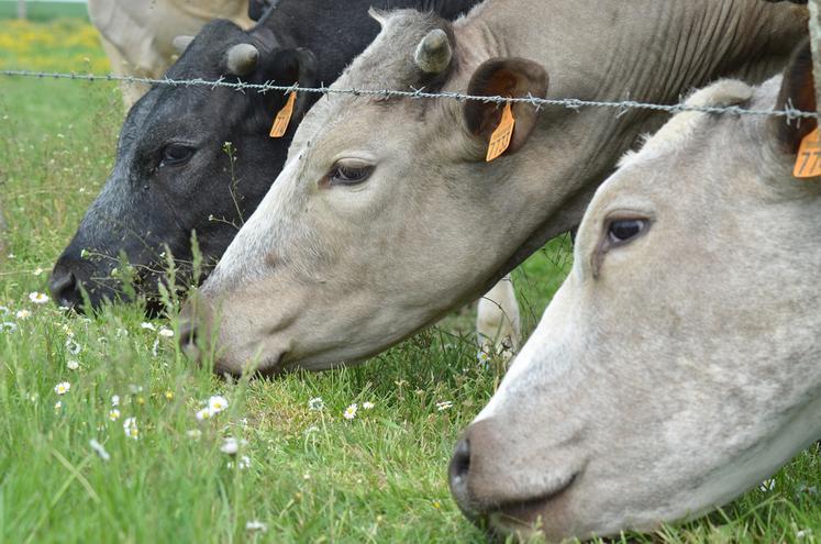 92 foyers de tuberculose bovine ont été identifiés en 2023, soit 12 de moins qu’en 2022. 