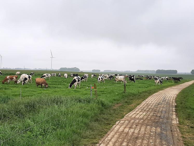 La mise à l’herbe des vaches a lieu «dès que les conditions le permettent» ; autrement dit à partir  de février, jusque novembre