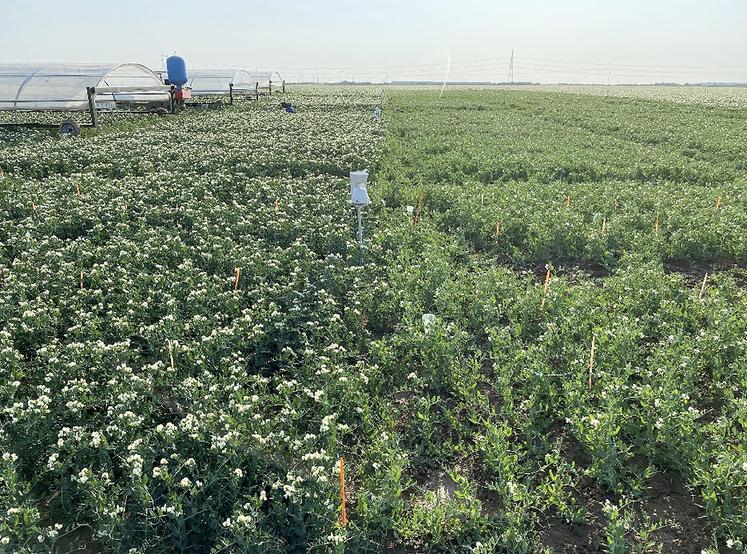 Variétés de pois de conserve Firenza (à gauche) et Tarn (à droite) étudiées  dans un essai à Berny-en-Santerre en 2023.