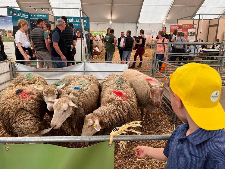 L'exposition d'animaux a permis au grand public d'avoir un échange direct  avec les éleveurs.