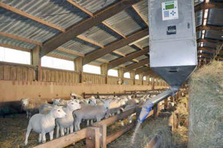 Les élevages adhérents de la coopérative Bergers du Nord-Est produisent en majorité des agneaux de type bergerie. 