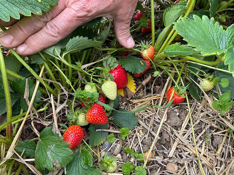 Vincent Liénart produit des fraises depuis vingt-cinq ans.