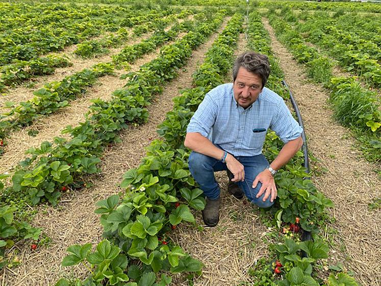 Pour Vincent Liénart, ce n’est pas courant de voir des fraises un 15 mai. 