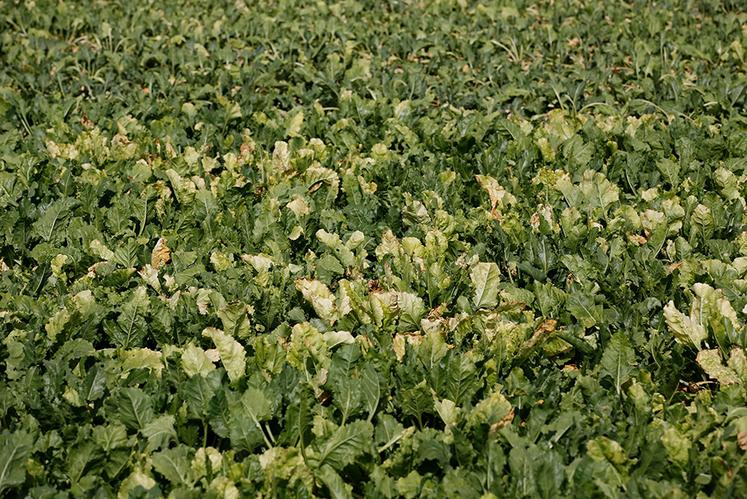 Les planteurs restent très inquiets «en l’absence de solution durable pour faire face à la jaunisse», souligne l’association. 