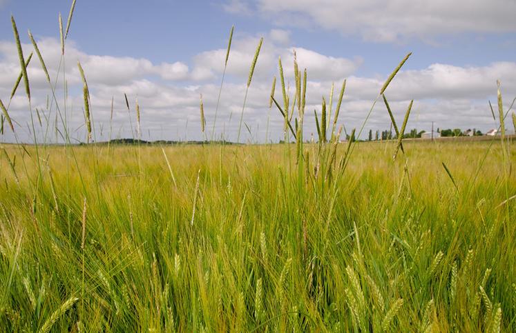Les vulpins pourront lever en culture comme nous avons pu l’observer lors de la campagne 2024 sur les semis décalés, mais les pressions resteront moins fortes.