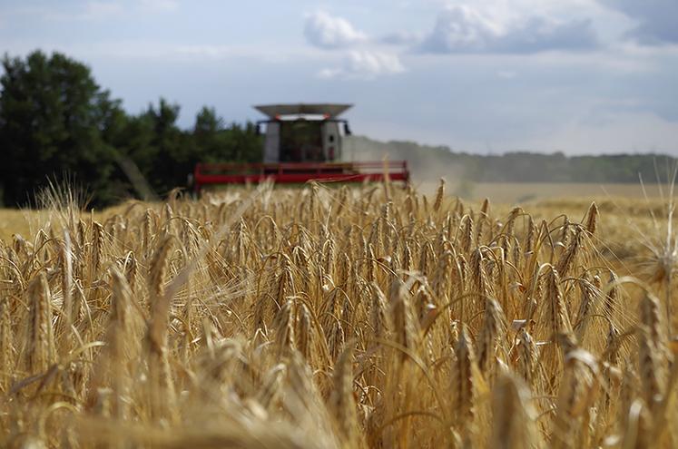 Pour l’orge, la campagne européenne se présente sous de meilleurs auspices. 