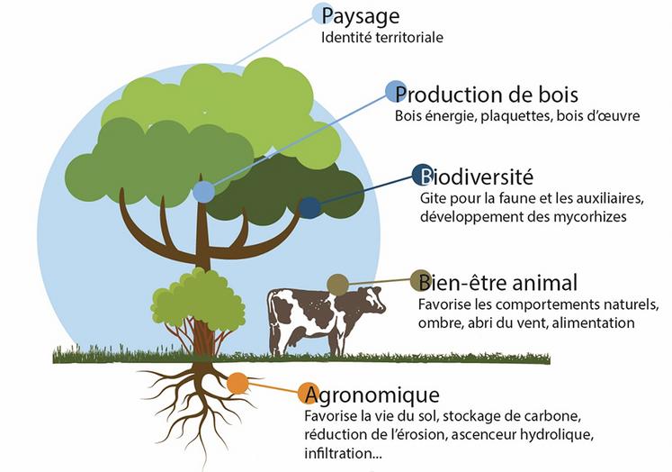 Quelques-uns des atouts et bénéfices des haies.