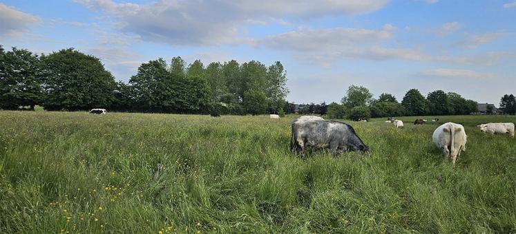 Les haies hautes sont constituées d’essences arbustives que l’on laisse croître verticalement.