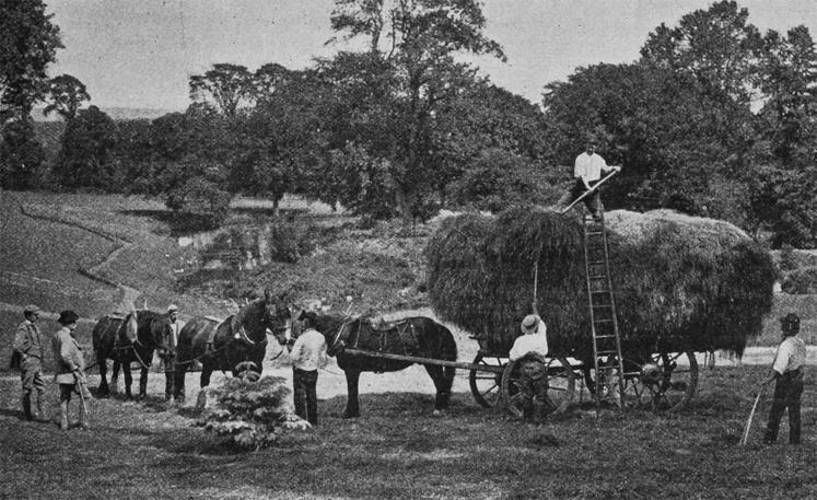 Récolte des foins en 1920. 