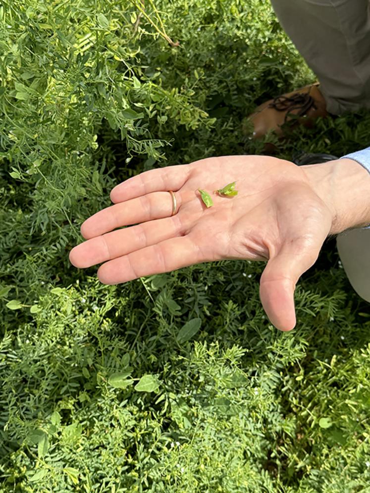 1 000 ha sont actuellement semés en lentilles et seront récoltés en juillet.