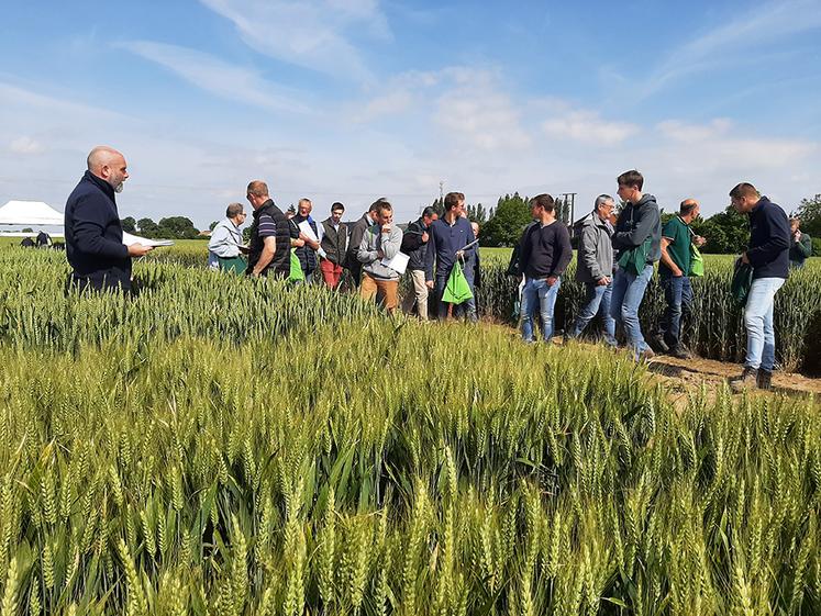 Qui entre, qui sort ? Pour les semis 2024, Sana Terra fait évoluer le panel variétal qu’elle propose à ses adhérents en intégrant de nouvelles variétés de blé tendre. 