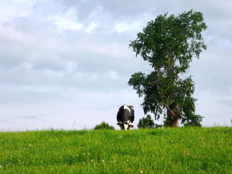 De nombreux indicateurs d’alerte existent pour voir très rapidement si les animaux en «course» ont pris un bon départ.