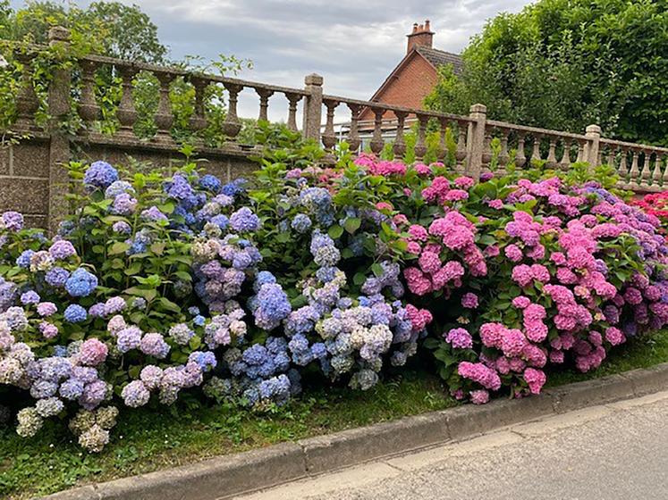 La fleur principale de ce village de 330 habitants, c’est l’hortensia. 