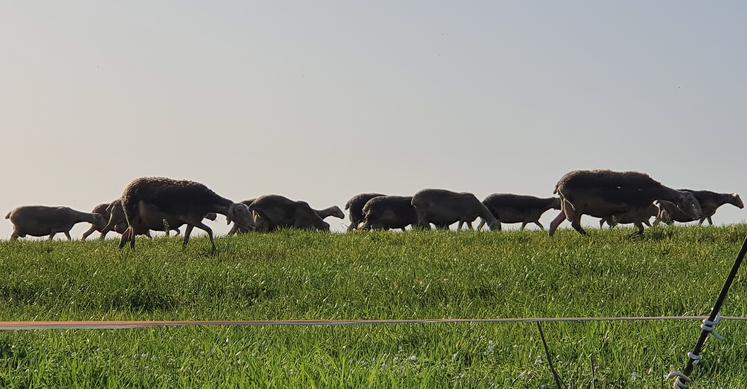 FCO élevage ovin moutons