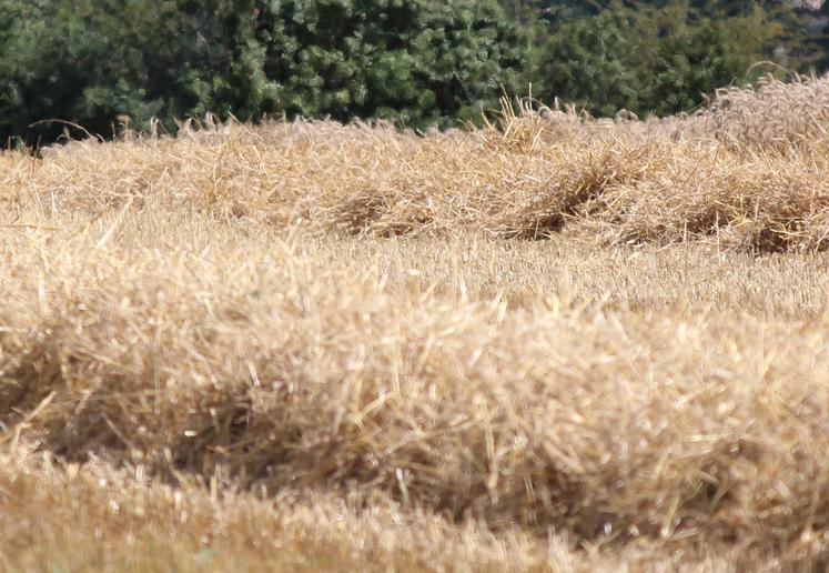 blé Intercéréales