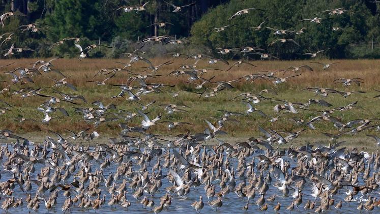 En automne, la migration est à son comble. Ici, un regroupement de courlis cendrés à marée haute. 