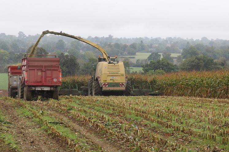 Côté rendement, la Chambre d’agriculture de la Somme estime le rendement moyen autour de 90 quintaux/ha. 