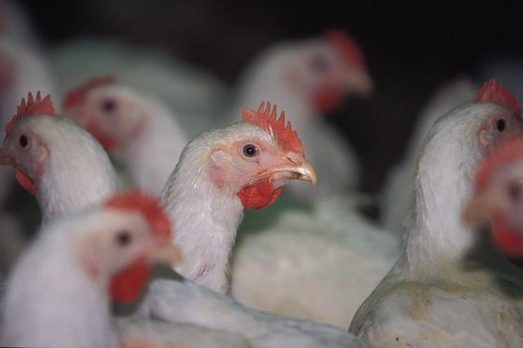 Depuis la crise du Covid et la guerre en Ukraine, les codes ont changé, l’inflation est passé par là et les Français n’ont évidemment plus les moyens d’acheter  régulièrement un poulet Label Rouge ou bio. 