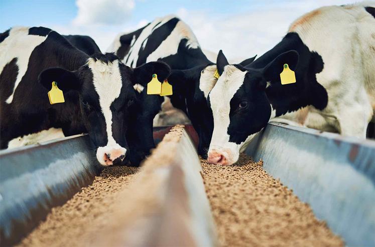 Pour les entreprises du syndicat national de la nutrition animale, la production d’aliments pour bovins augmente légèrement.
