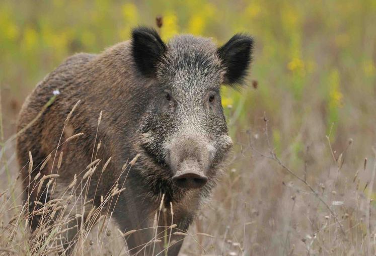 chasse sanglier peste porcine africaine