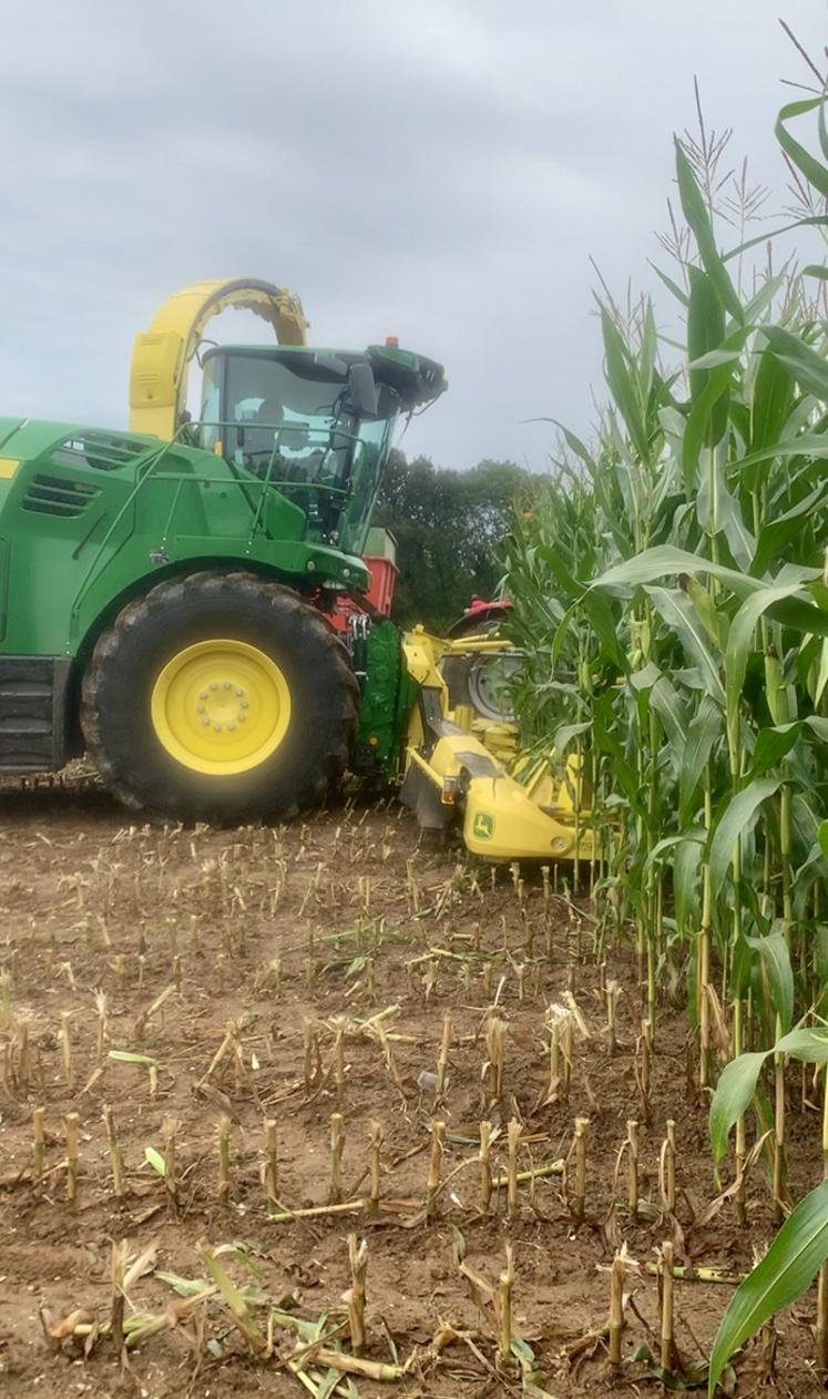 La taille de coupe dépend du taux de MS du maïs,  de la composition de la ration, de la reprise et du mode  de distribution. 