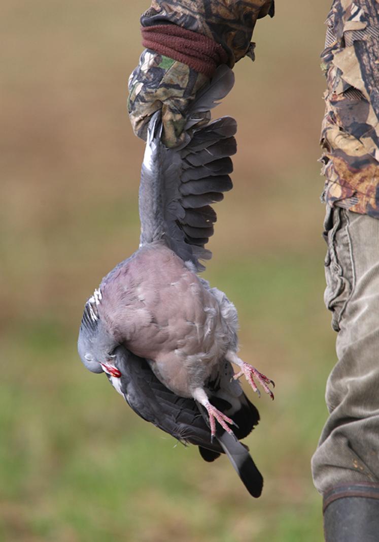 Le pigeon ramier, encore bien présent dans le département à cette période de l’année, peut se révéler comme  un beau gibier d’ouverture. 