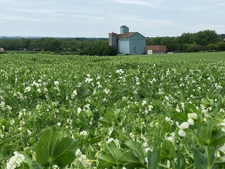 À noter que sur les trois dernières années, le pois d’hiver représentait entre 30 et 35 % des surfaces de pois au niveau national.