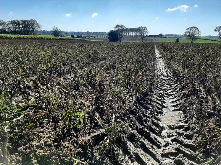 La Fresque des sols permet de comprendre comment est fait un sol, les pressions qui s’exercent sur les sols et d’aborder les leviers pour les préserver. 