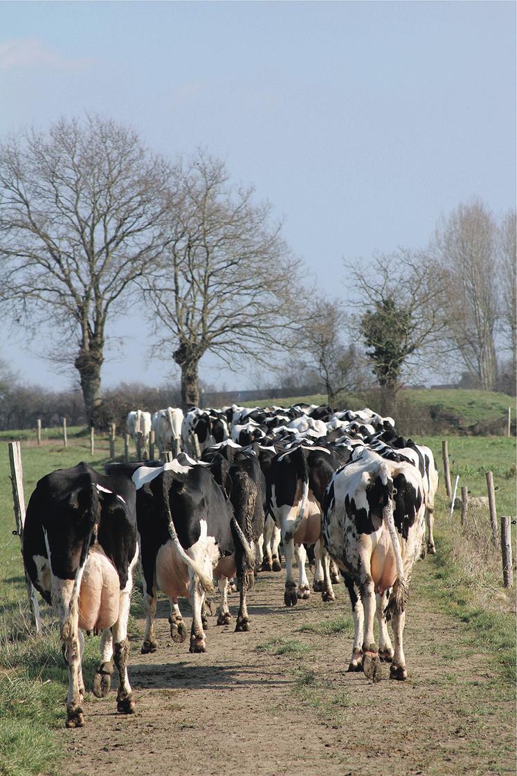 En Inde, la question du bien-être animal, notamment des bovins, ne se pose pas, car l’élevage est intégré à la vie domestique.