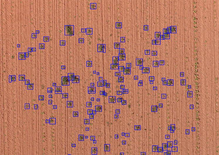 Cartographie des charbons en betteraves sucrières.