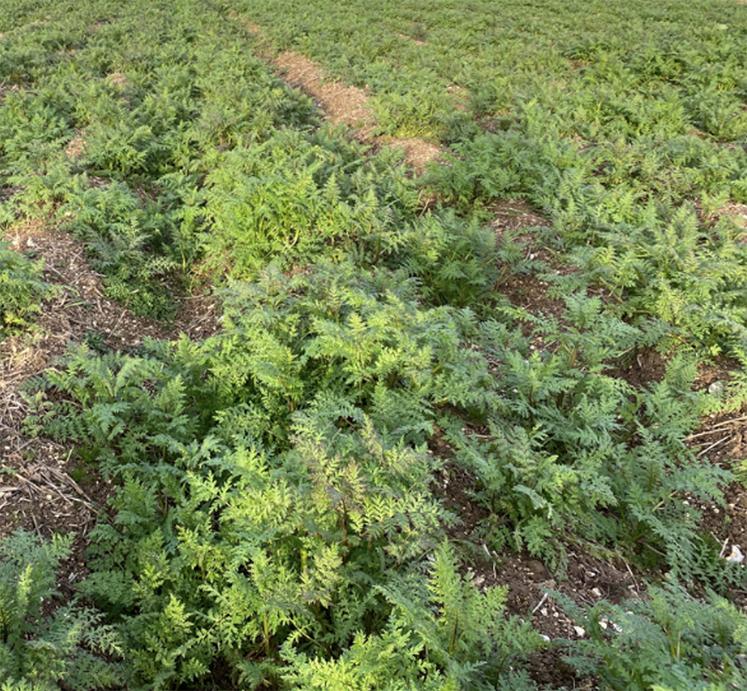 Couvert sur les pré-buttes en sortie d’hiver.