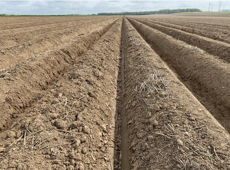 Plantation en direct dans la pré-butte.