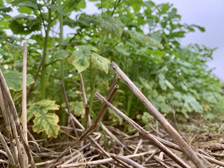 Pour Julien Senez, pionnier de l’ACS installé à Vignemont (60), la solution réside dans la création de biomasse qui ramène le carbone dans le sol et développe la matière organique, rendant les sols plus résilients.