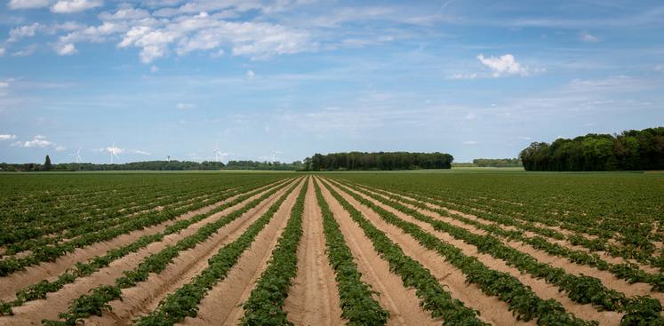 Au niveau européen, la tendance est identique, avec une augmentation des surfaces de 7 % par rapport à 2023. 