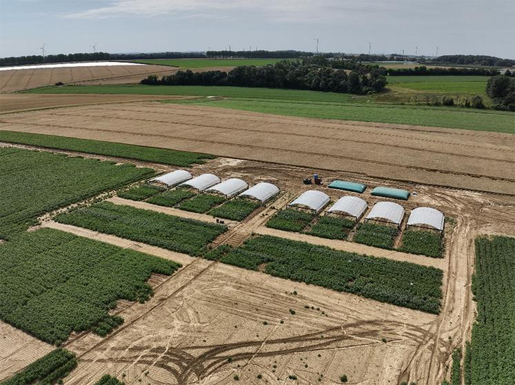 Plateforme expérimentale sur le stress hydrique en pommes de terre implantée  à Berny-en-Santerre en 2024.