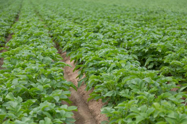 À l’occasion de sa journée technique «pommes de terre» organisée à Amiens le 21 novembre dernier, l’institut technique  est revenu sur le rôle des biostimulants et a présenté les travaux conduits autour de leur utilisation. 
