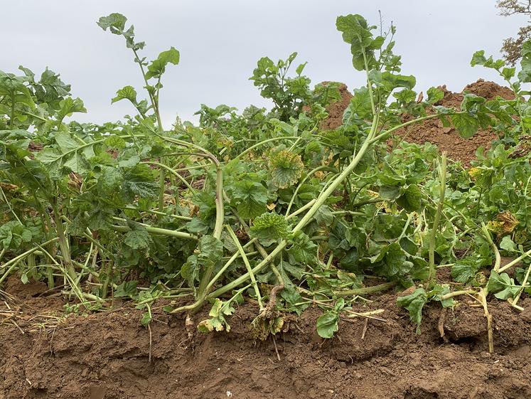 Pour bon nombre d’agriculteurs, la rémunération de la transition vers des pratiques agroécologiques n’est pas suffisante pour couvrir les risques. 