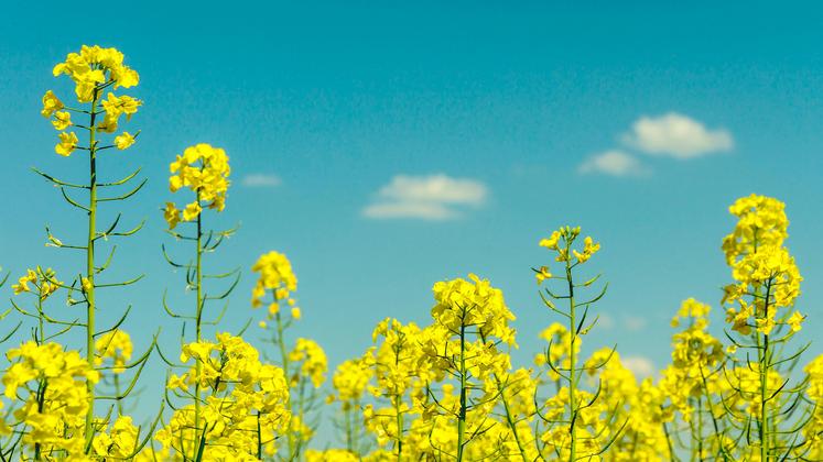 Les phénomènes des pieds secs sont multifactoriels et causent des pertes de rendement. 