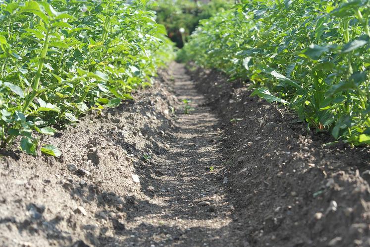 Pour le groupe pilote de Caix, l’objectif est de limiter la concentration en nitrate sous-racinaire à 50 mg NO3/l, sans impacter le revenu. 